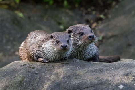 Zoo - Skansen