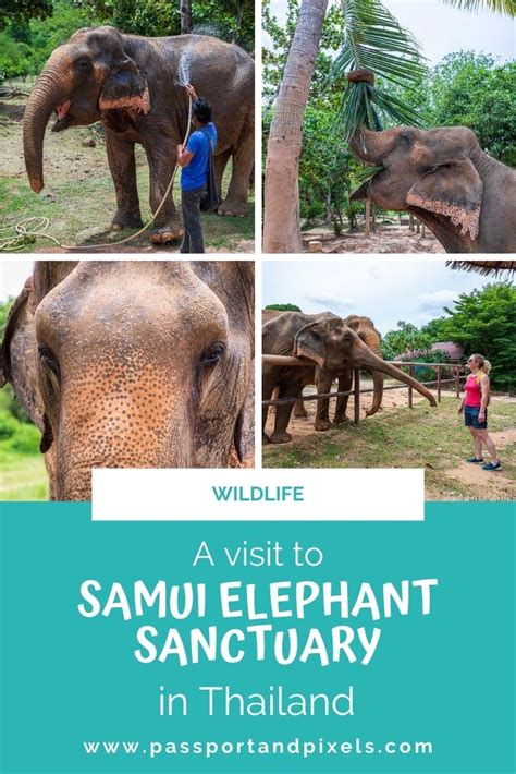 Visiting The Delightful Koh Samui Elephant Sanctuary Thailand