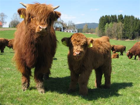 File:Highland Cattle 2.jpg - Wikimedia Commons