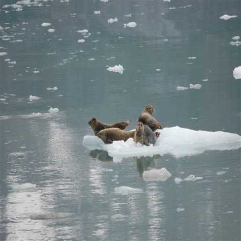 Wildlife - Glacier Bay Country Inn