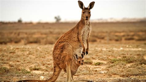 Scientists Say: Marsupial