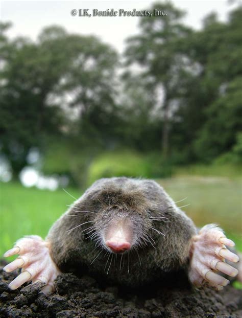 Moles Animal