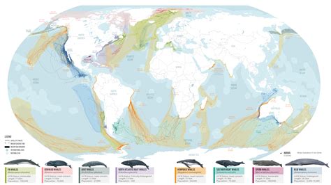 Map of whale migration "superhighways" might help save them - Big Think