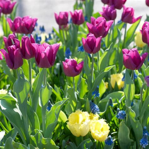 Purple Flag Triumph Tulip Bulbs | American Meadows