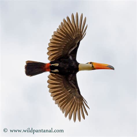 Toco Toucan flying in the Pantanal, Brazil. www.wildpantanal.com | Toco ...