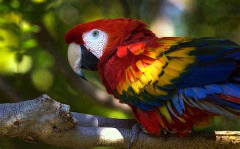 Macaw Parrot Wallpapers - Wallpaper Cave