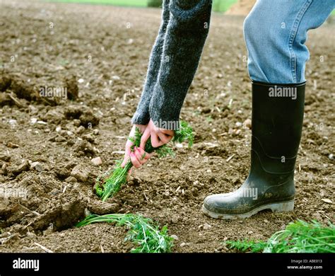 Farmer pulling carrots out of the soil Stock Photo - Alamy