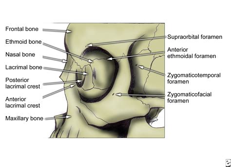 Zygomatico Facial Foramen