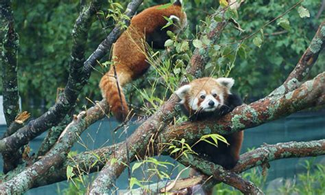 Red Panda Habitat Destruction