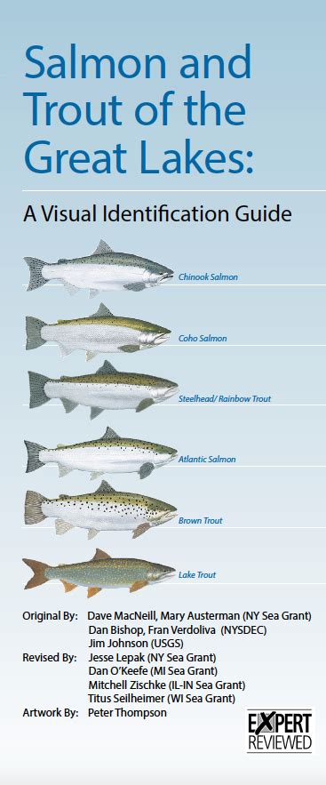 Salmon and Trout of the Great Lakes: A Visual Identification Guide ...