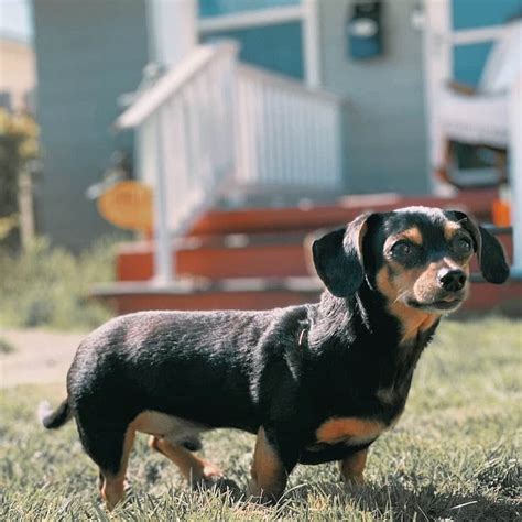 35 Dachshund Mix Breeds: Which One is Right for You? - Pet Care Stores