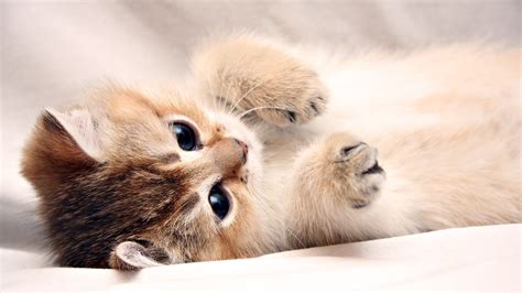 Wallpapers Backgrounds - laptop background cute kitty landscape ...