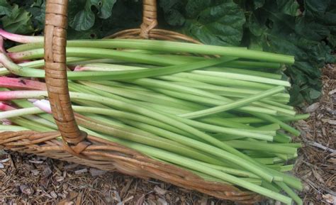 Rhubarb Varieties – High Altitude Rhubarb – Organic Farm & Nursery