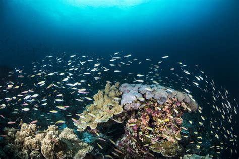 UNDERSTANDING THE MYSTERIES OF THE MALDIVES OCEANS & CORAL REEFS