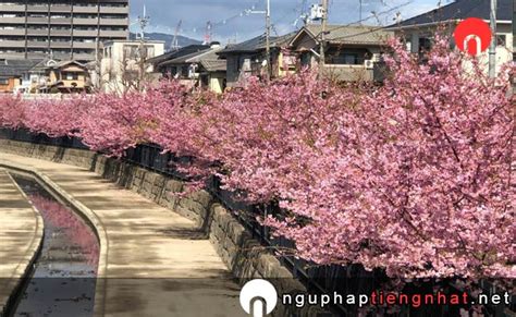 Du lịch Nhật Bản - Những địa điểm ngắm hoa Anh Đào ở Kyoto