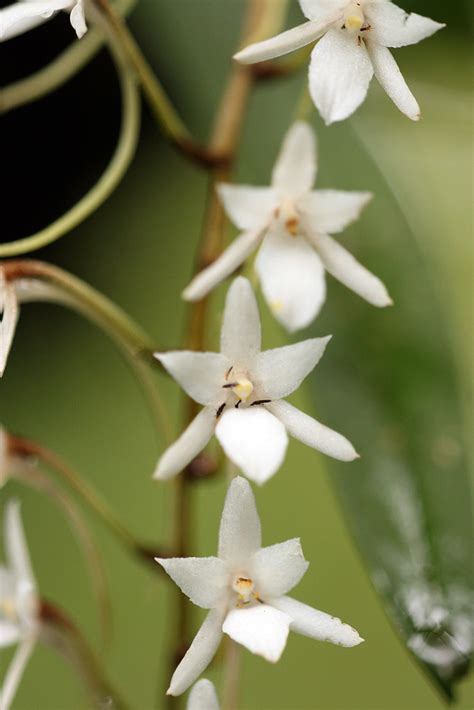 Ethiopian orchids | Flickr