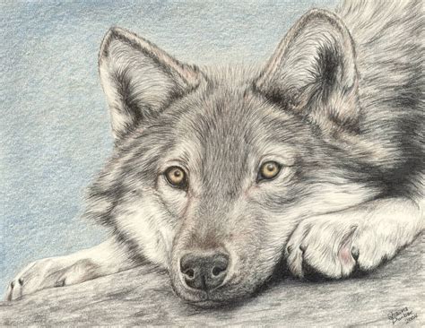 Items similar to Wolf - Colored Pencil Drawing on Etsy