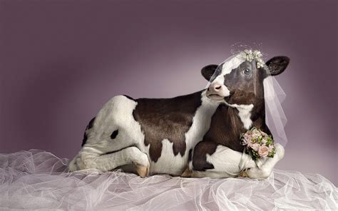 Funny Cow Wallpaper (54+ images)