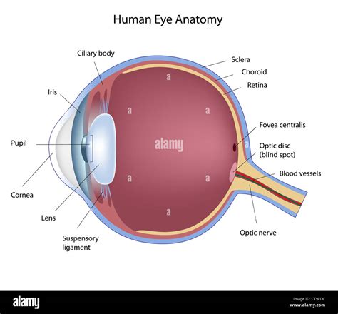 Cross Section Of The Human Eye