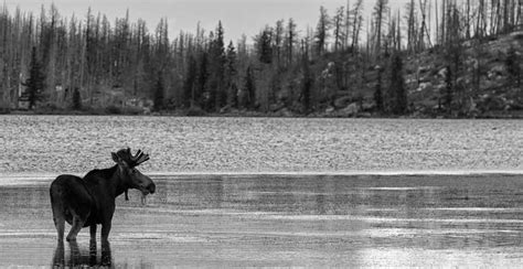 B&W-moose_background | Montana Molecular