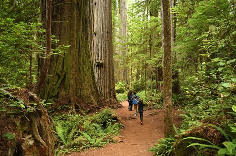 12 Best Hikes in Redwood National Park (+ 2 Nearby Gems)