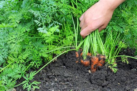 Pulling Carrots stock photo. Image of vegetable, food - 16631058