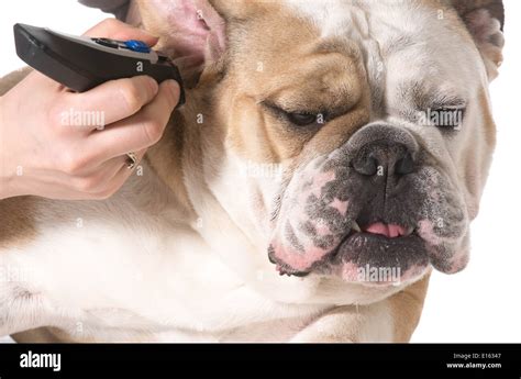 dog grooming - english bulldog getting ears shaved on white background ...