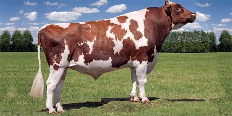 Ayrshire Cattle Info, Size, Lifespan, Uses, and Pictures