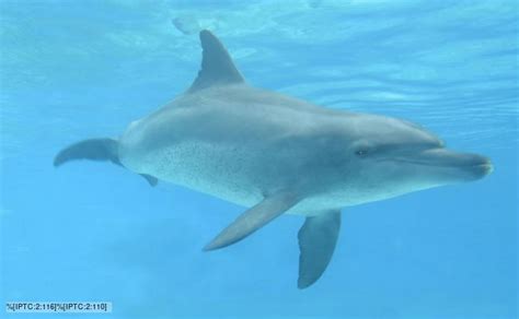 Indo Pacific bottlenose dolphin - Alchetron, the free social encyclopedia