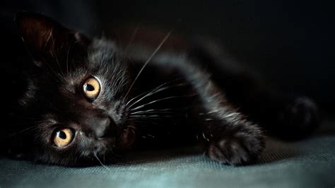 Download Cute Black Cat Wallpaper - Cute Wallpapers