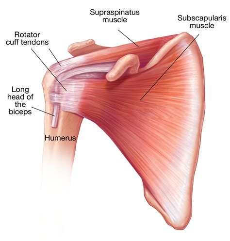 Rotator Cuff Shoulder Anatomy Supraspinatus Muscle Rotator Cuff | Porn ...