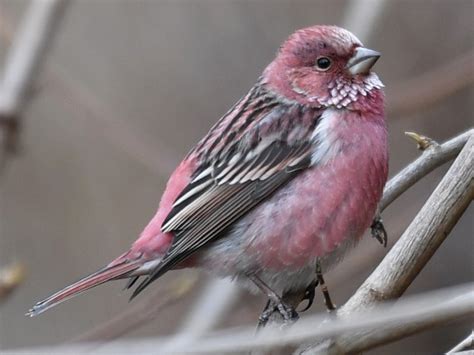 Pallas's Rosefinch - eBird