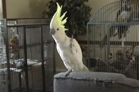 Snowball the Cockatoo Taught Himself Dance Moves