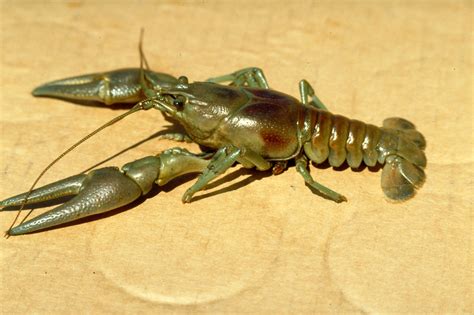 Crayfish | Lake Stewards of Maine