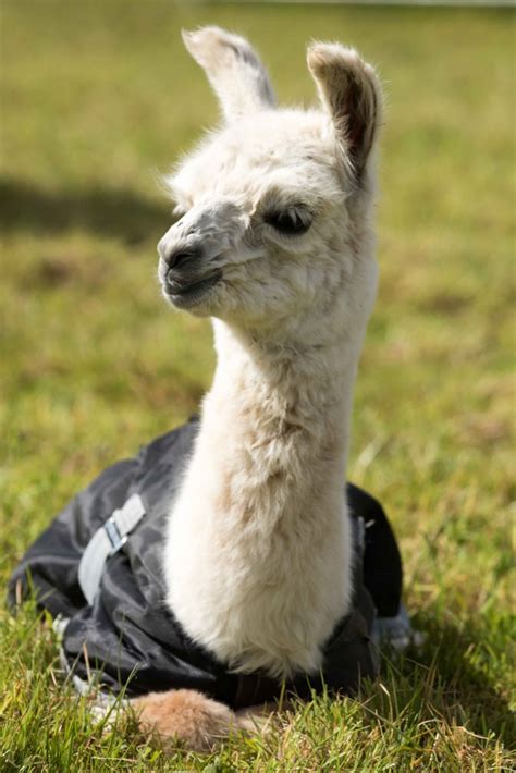 Baby Llama! - Alpaca Walking - Spring Farm Alpacas