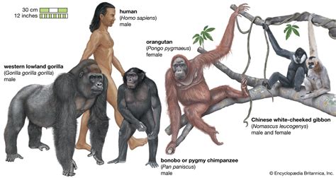 primate | Definition, Species, Characteristics, Classification ...