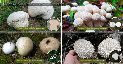 Giant Puffball Mushroom Poisonous and Edible Look-Alikes