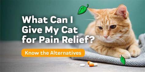 What Can I Give My Cat for Pain Relief? – Innovet Pet