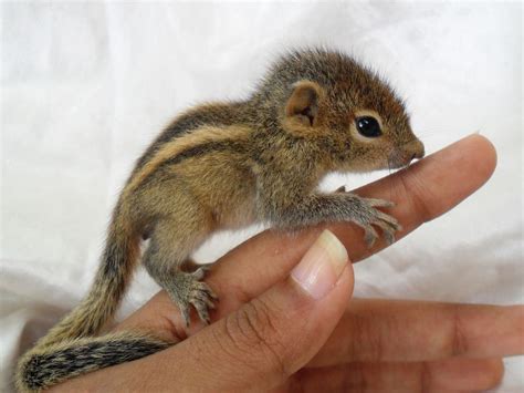 Baby chipmunk on a finger - Procyon Wildlife