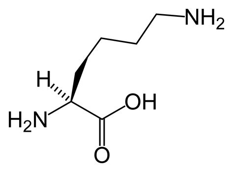 Les bienfaits de la L-lysine - Therapeutes magazine