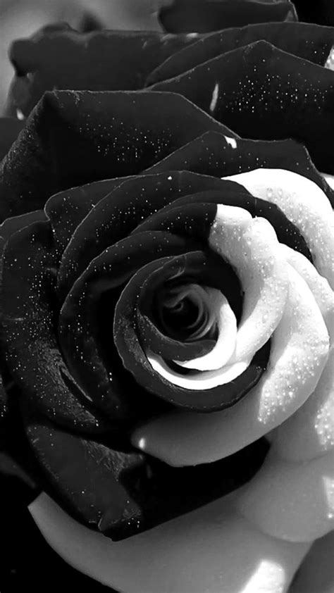 Black And White Rose Wallpaper