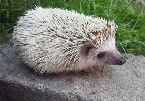 African Pygmy Hedgehog: Profile, Traits, Facts, Pet, Care - Mammal Age