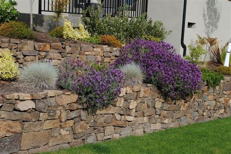 Plants For Retaining Wall - Plants BA