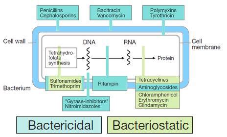 Antibiotics: Inhibitors of Protein Synthesis | Medchrome