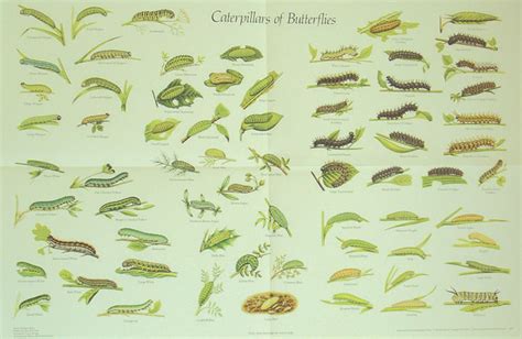 green caterpillar identification chart | Caterpillar, Chart, Insect ...