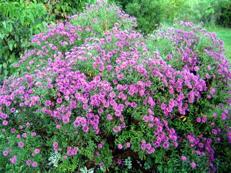 Asters are the stars of the fall garden - silive.com