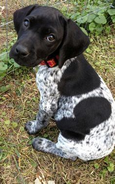 Boingle (Beagle-German Shorthaired Pointer Mix) Info, Puppies & Pictures