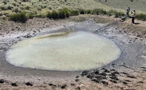 Discovering hundreds of goldfish in pond | Westernbass.com