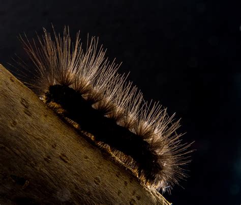 black and brown fuzzy caterpillar free image | Peakpx