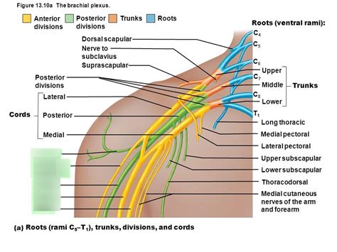 5 nerves of brachial plexus Diagram | Quizlet